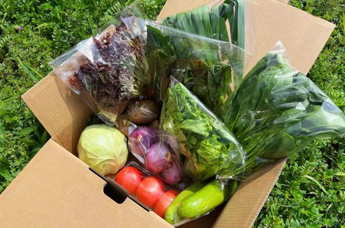 居家食谱合集 靠蔬菜盲盒做出30道菜