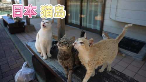 可爱的日本猫岛 