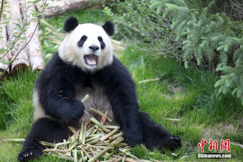 青藏高原首个大熊猫馆开馆 滚滚 们乐享高原阳光 