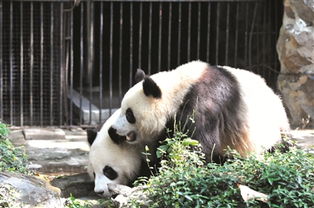 杭州动物园建议游玩几小时