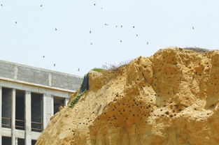 施工堆起黄土堆燕子相中筑起巢
