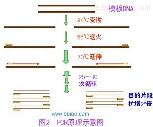 海德堡沙门氏菌PCR检测试剂盒说明书