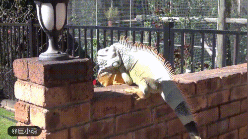 失控的 侏罗纪 网友发现巨大的蜥蜴在晒太阳,疑为濒危动物
