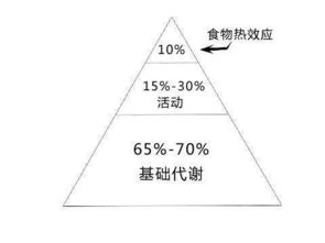 人体的基础代谢到底是多少