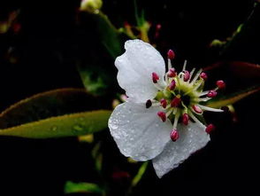 雨中草,露中花 