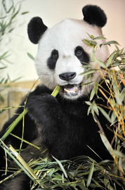 中国大熊猫飞抵英国定居十年 