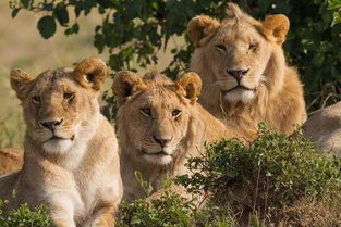 12岁女孩被歹徒绑架殴打并逼婚,最后拯救她的竟然是三头狮子