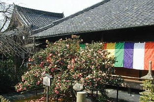 二度目の京都 上 京都西北部,仁和寺 妙心寺 东向観音寺 椿寺地蔵院 清和院 