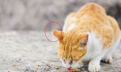 流浪猫被剪掉一节耳朵 不要担心,这是在保护它们