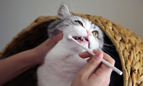 猫咪牙齿卫生并非小事,铲屎官给喵星人定期刷牙保证健康