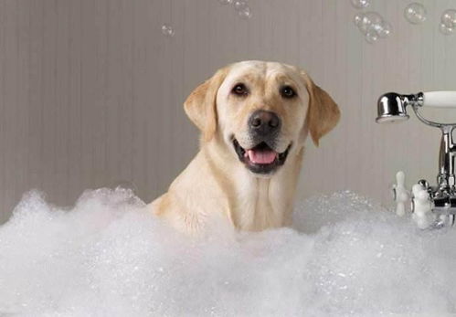 宠物店洗澡太贵 教你如何在家给狗狗洗澡,能省下一大笔钱