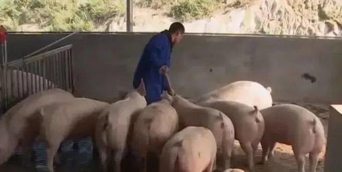 农民该不该养猪 专家 建议禁止养猪 农民 靠什么养家糊口