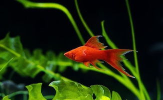 红剑鱼多长时间能生完小鱼？