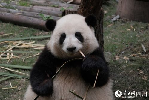 五一 期间成都熊猫主题游火爆 游客赏 花 热情只增不减