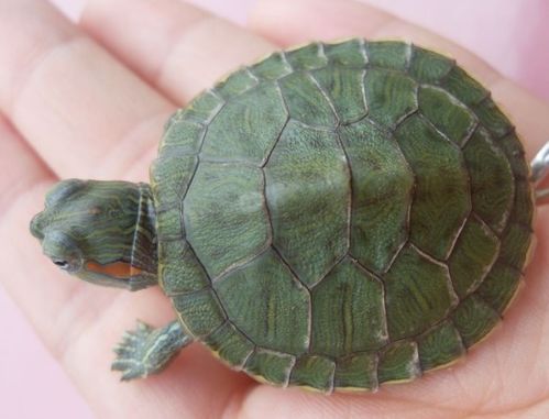 刚刚孵化出生的巴西龟需要多久才能下水 