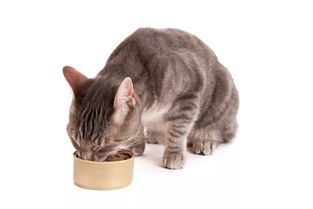 你永远猜不到猫的奇葩口味 10只猫测评猫罐头,9次选了这款