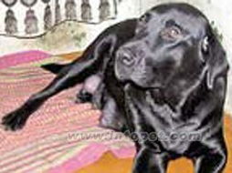 狗年评狗 俄媒体选出2005年世界最知名十只小狗 