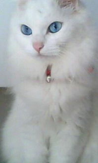 我家有纯白色的波斯猫不过不是纯种的,请问有在无锡的人愿意要吗 
