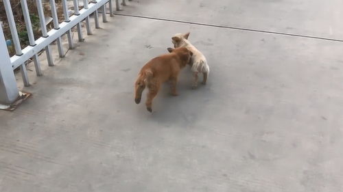 天天打架的两只流浪狗,一只胖一只瘦,为啥还要在一起呢 