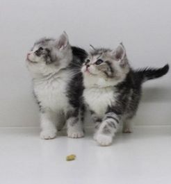 图 重庆美国短毛猫价格 多少钱一只 重庆美国短毛猫照片 重庆宠物猫 
