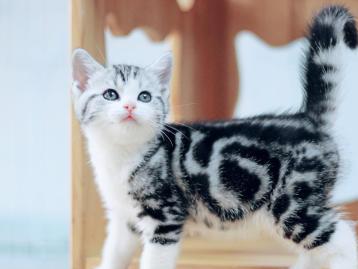 图 出售纯种英短幼猫美短幼猫纯种布偶猫终身包售后 深圳宠物猫 