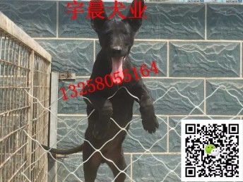 图 出售大骨架的黑狼犬幼犬 纯种小黑狼犬多少钱一只 天津宠物狗 