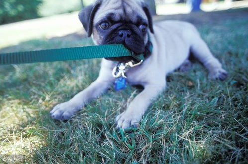 养巴哥犬三大忌讳(养巴哥犬三大忌讳有哪些)