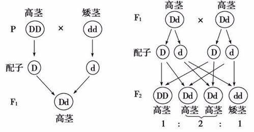 产生性状分离的原因是什么？