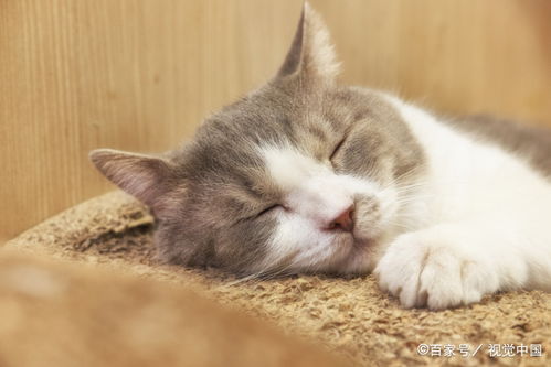 猫为什么喜欢睡在你身边,爱盯着你睡觉,答案太暖了