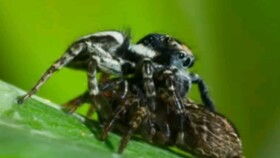 高清 巨型蜘蛛繁衍肢体语言,公蜘蛛害怕被吃