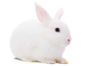 怎么在手机上养兔子 手机屏幕上怎么养兔子的 