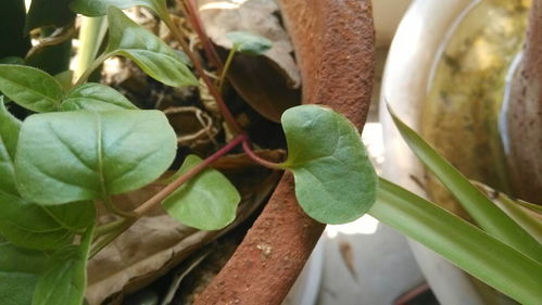 我家花盆里长出的新植物,麻烦大家告诉我是什么植物,是花吗 