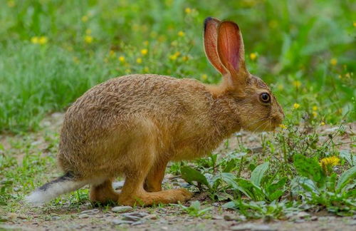 哪里有正宗野兔养殖 正宗纯野兔苗
