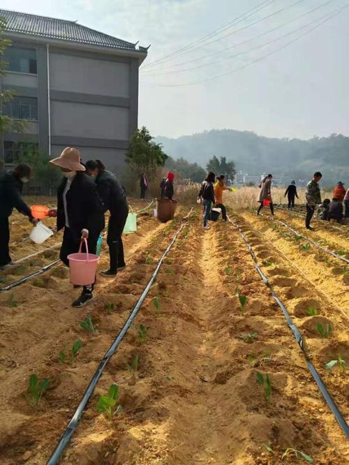 县教育体育局 学校 菜园子 直通学生 菜盘子