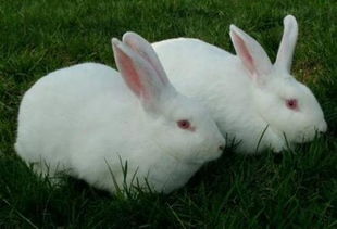 兔子价格多少钱一斤 