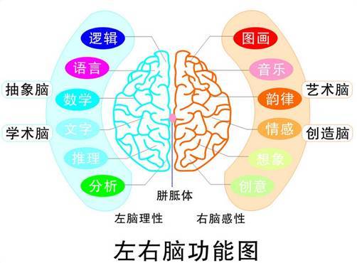 左右脑的开发对孩子的重要性 