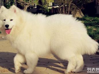 图 雪橇犬出售 深圳买雪橇犬萨摩耶必看 纯种萨摩幼犬买卖 深圳宠物狗 