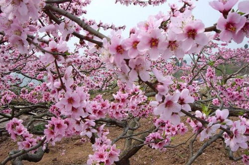 7月份开始,这4个属相运势上上签,接财神,想不发达都难