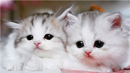 两只可爱的小奶猫,想要抓住突然出现的逗猫棒,太萌了 