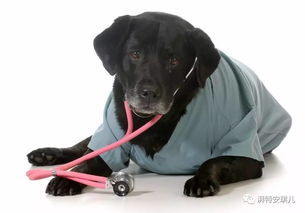 别因狗狗怕去医院而耽误健康 介绍8个改善的方法