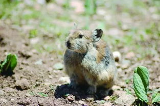 科普 青藏高原特有鼠兔 朋友还是敌人 