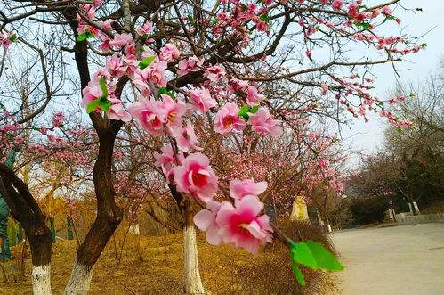 腊月里来桃花开