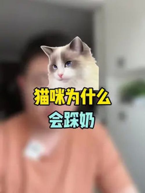 猫咪为什么会踩奶 猫咪 猫咪知识 猫 萌宠 猫咪冷知识 猫咪踩奶 