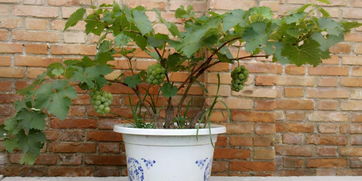 盆栽葡萄的种植要点及养护方法,阳光玫瑰葡萄盆栽养殖方法