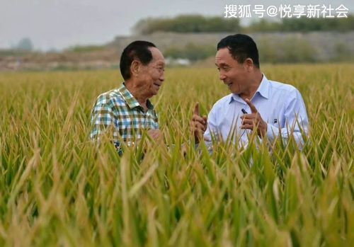 9月7日,袁隆平90岁生日,杂交水稻之父愿望很简单 我90后了