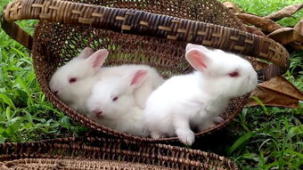 不要在傻傻的去买兔粮了,简直就是浪费钱,这四种植物兔子最爱吃
