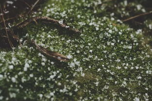 原创 寄一片飞舞的雪花