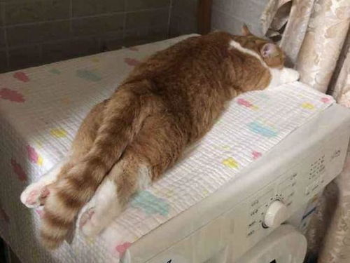 比起猫窝,猫咪更爱睡这9个地方,你家猫是吗