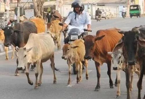 印度街头超过6万头牛,受到保护不会被吃,印度人 来生想做牛