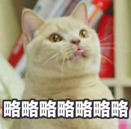 猫为什么喜欢偷喝人杯子里的水